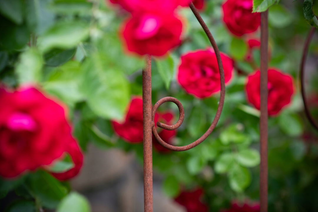 Staudenhalter aus Metall – Blumenhalter und Pflanzenstütze