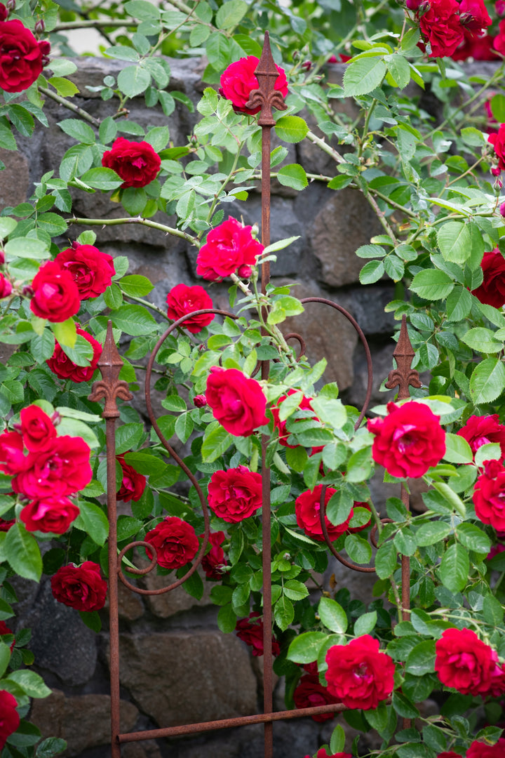 Staudenhalter aus Metall – Blumenhalter und Pflanzenstütze