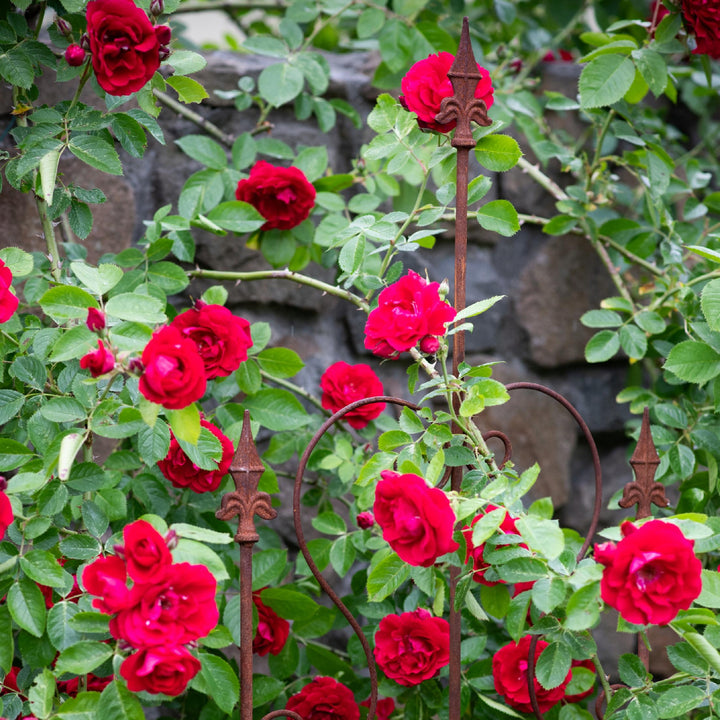 Staudenhalter aus Metall – Blumenhalter und Pflanzenstütze