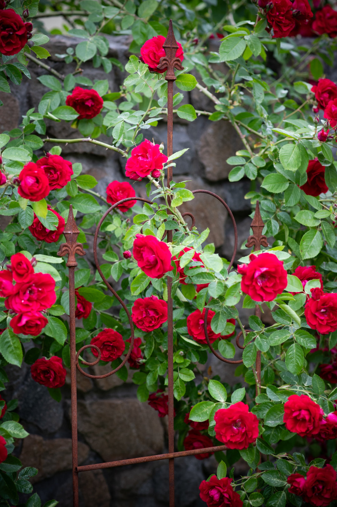 Staudenhalter aus Metall – Blumenhalter und Pflanzenstütze