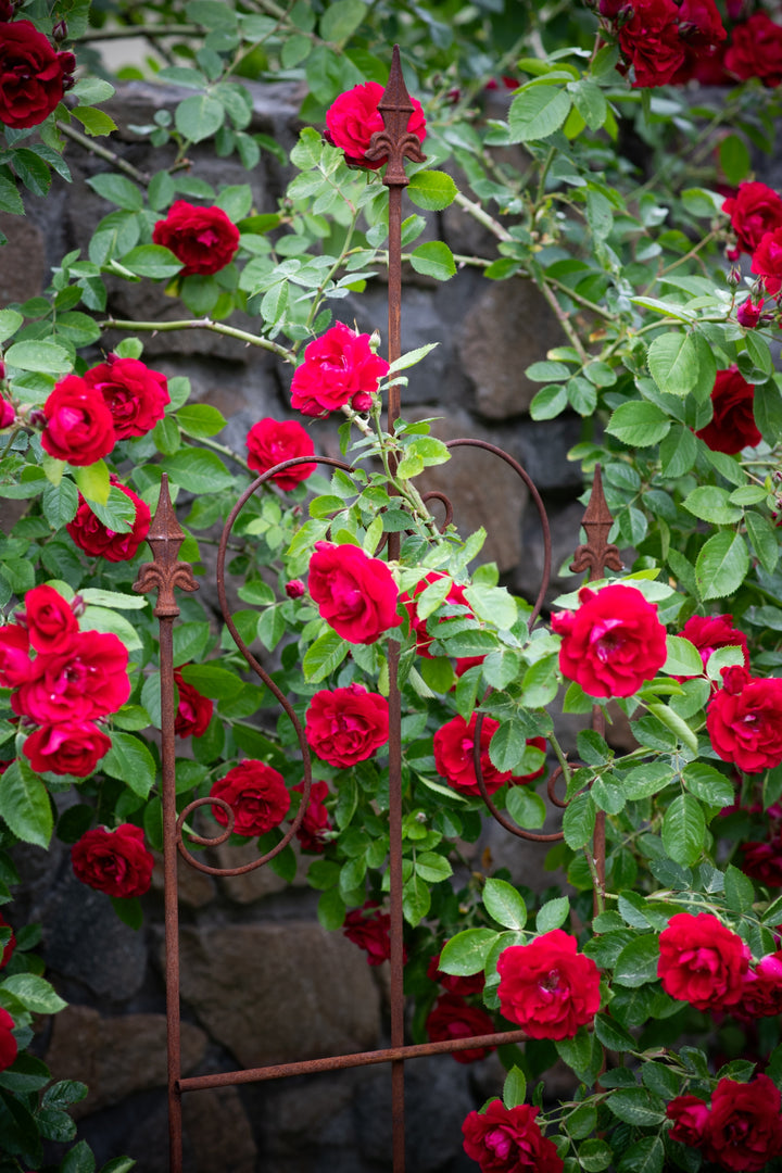 Staudenhalter aus Metall – Blumenhalter und Pflanzenstütze
