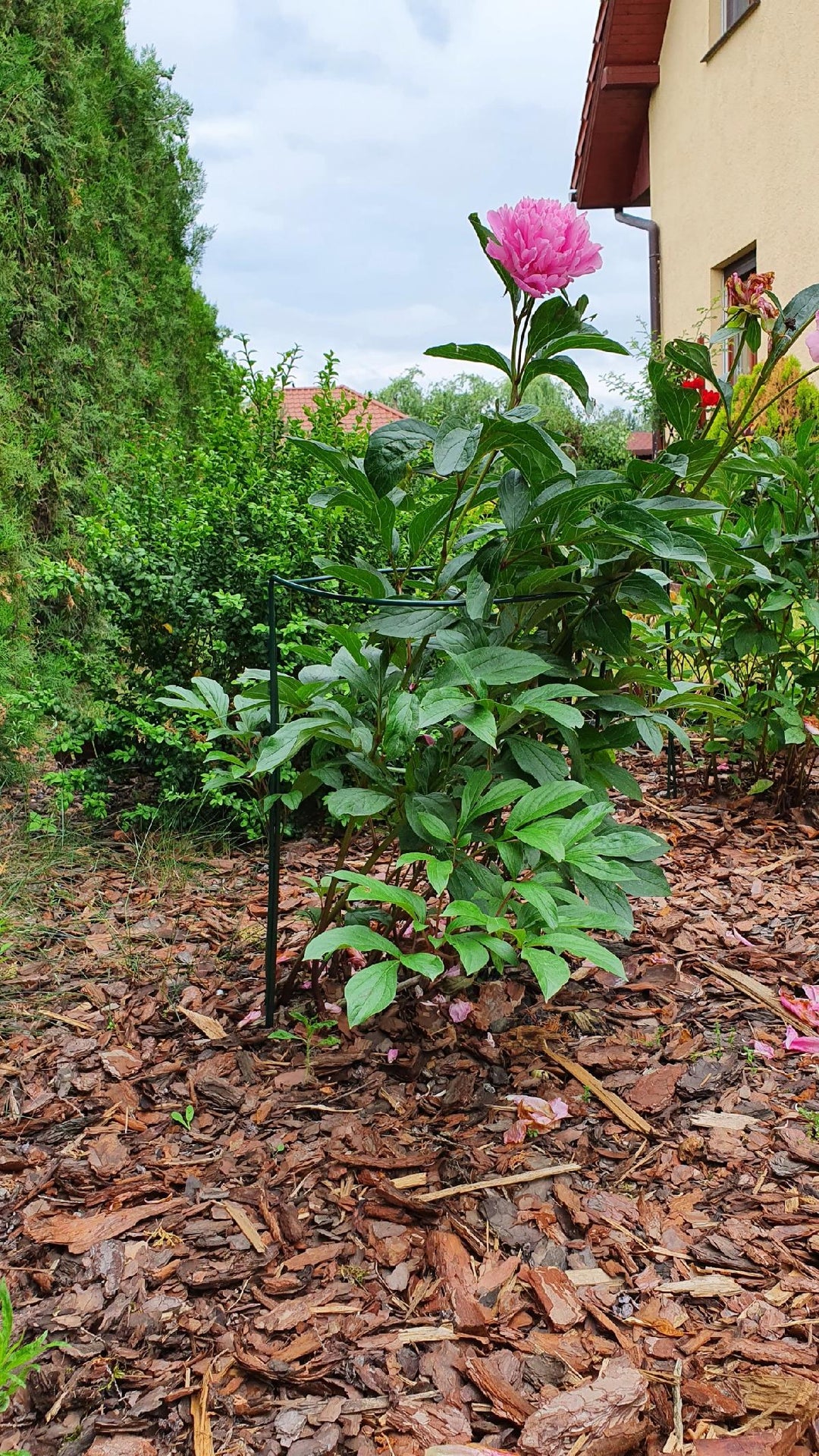 Pflanzenstütze aus Metall 70 cm – Pflanzenhalter für Garten, Beet und Topf Rost, Grun