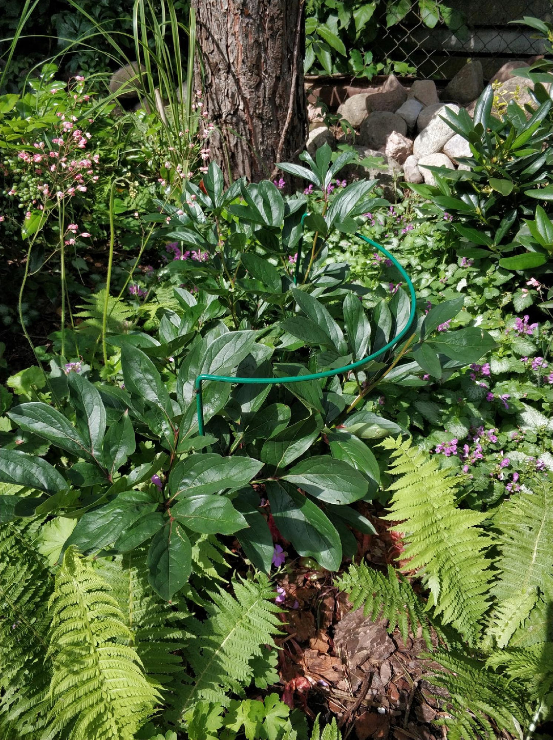 Pflanzenstütze aus Metall 70 cm – Pflanzenhalter für Garten, Beet und Topf Rost, Grun