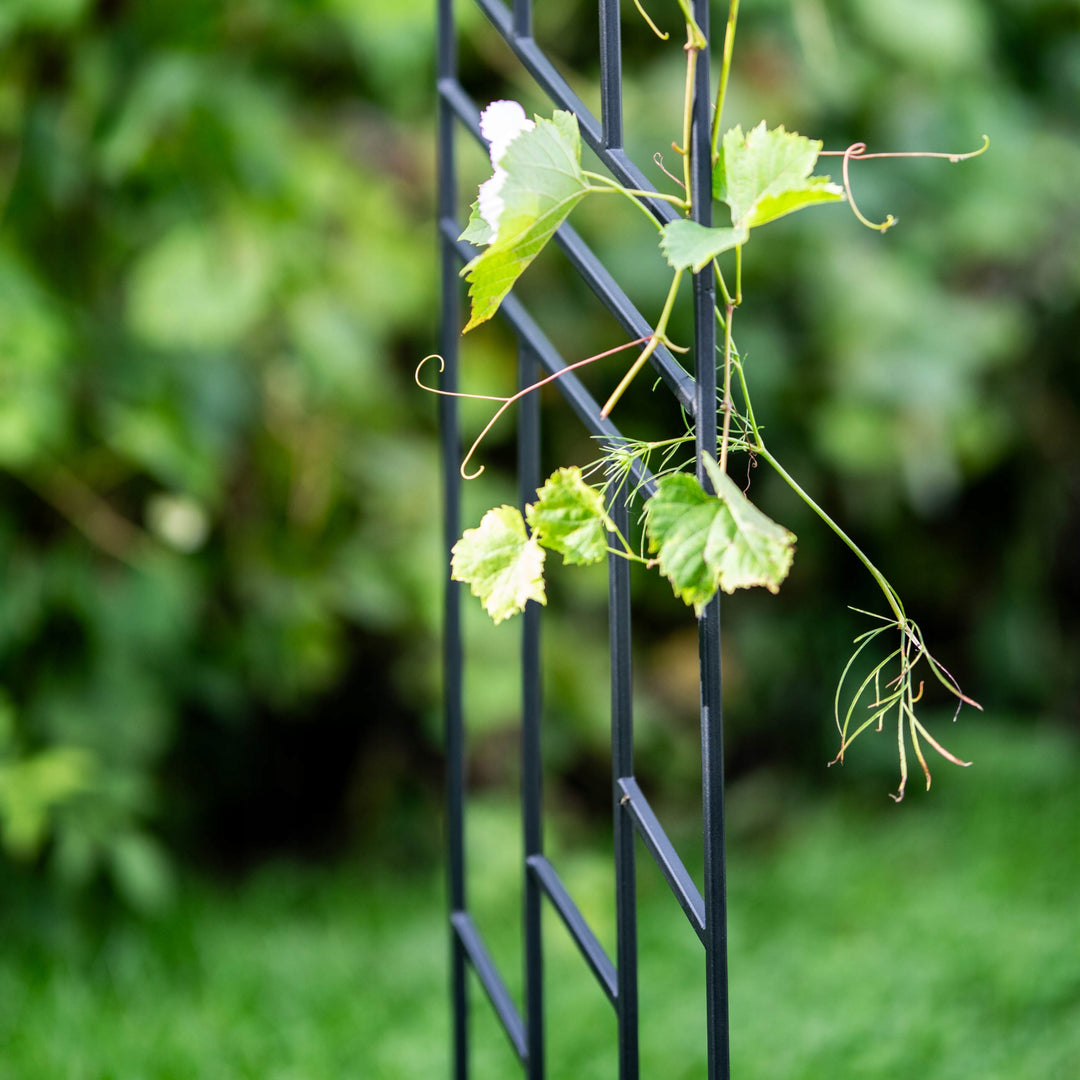 Staudenhalter aus Metall – Blumenhalter und Pflanzenstütze, 200 cm