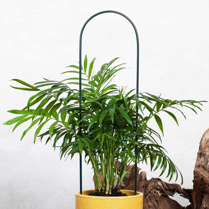Elliptische Rankhilfe aus Stahl – dekorative Pflanzenstütze