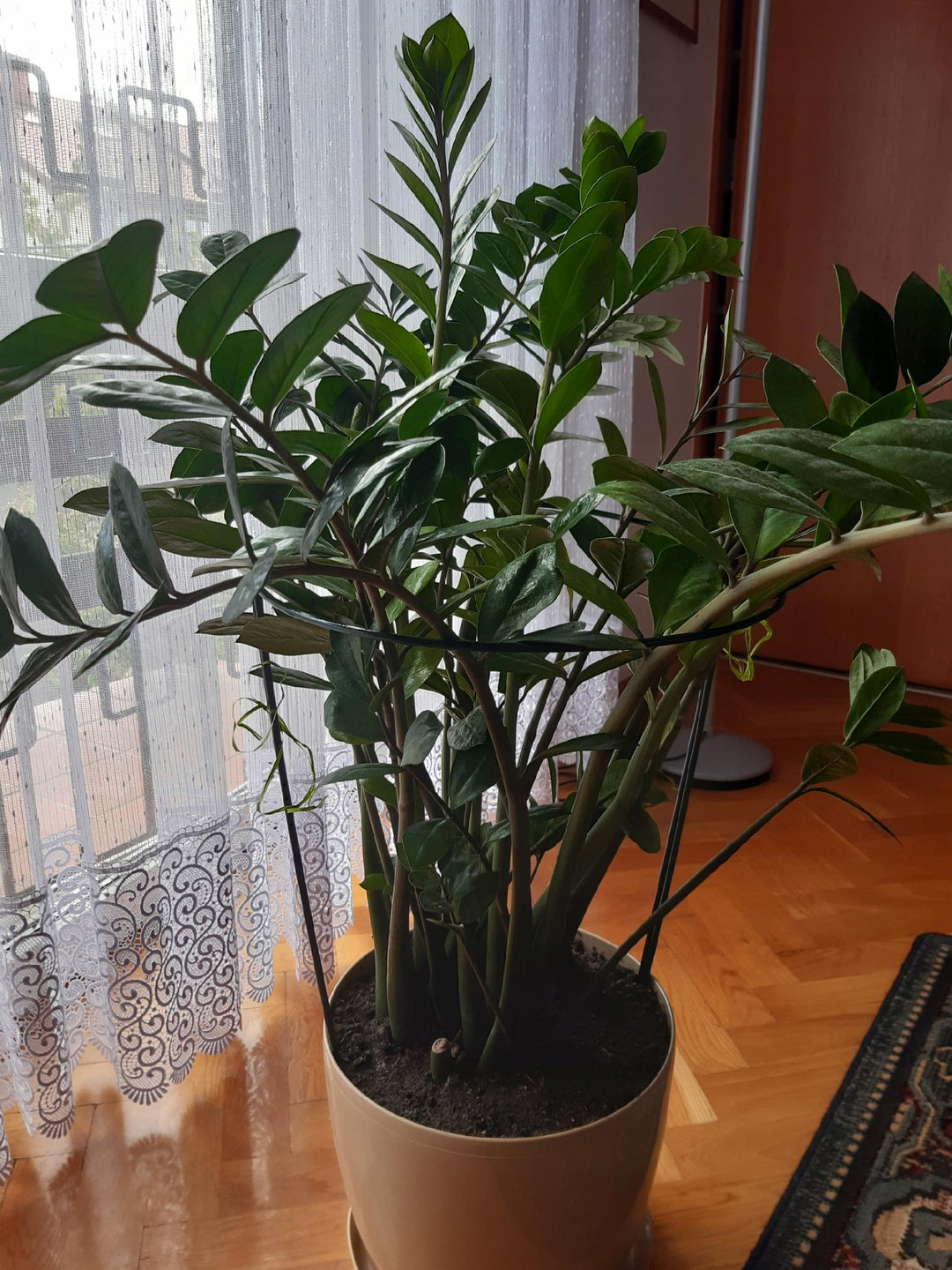 Pflanzenstütze aus Metall 70 cm – Pflanzenhalter für Garten, Beet und Topf Rost, Grun