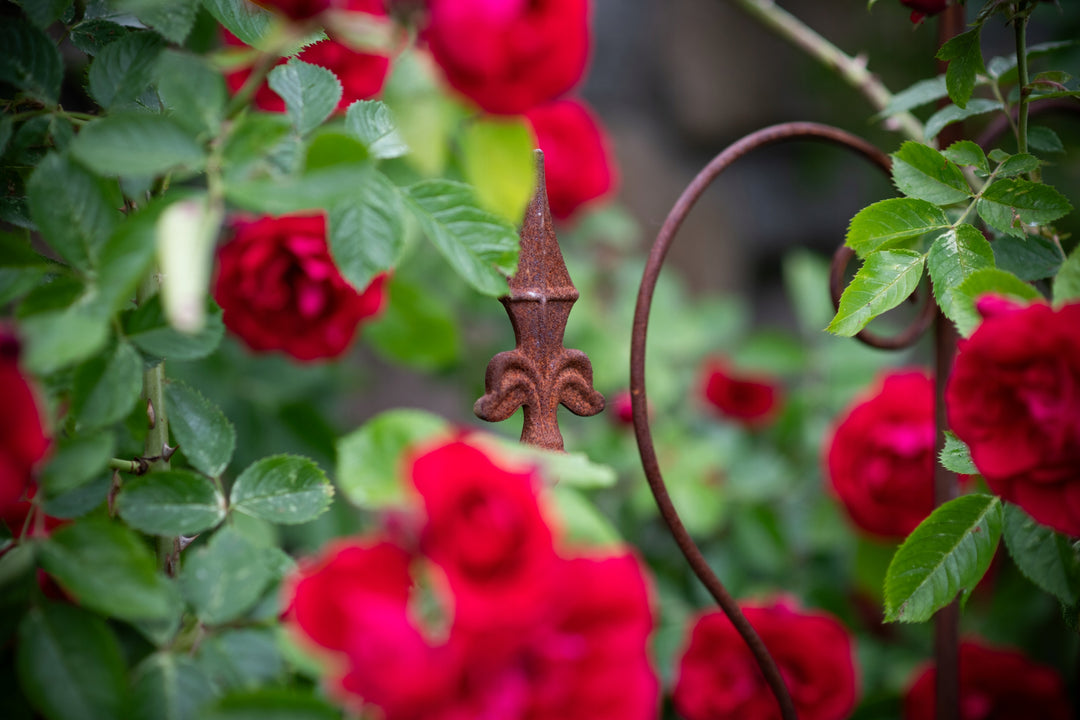 Staudenhalter aus Metall – Blumenhalter und Pflanzenstütze