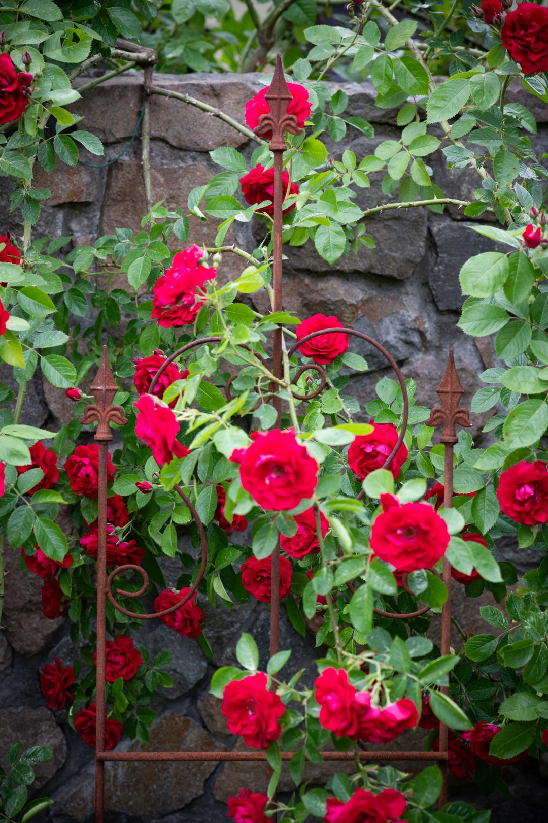 Staudenhalter aus Metall – Blumenhalter und Pflanzenstütze