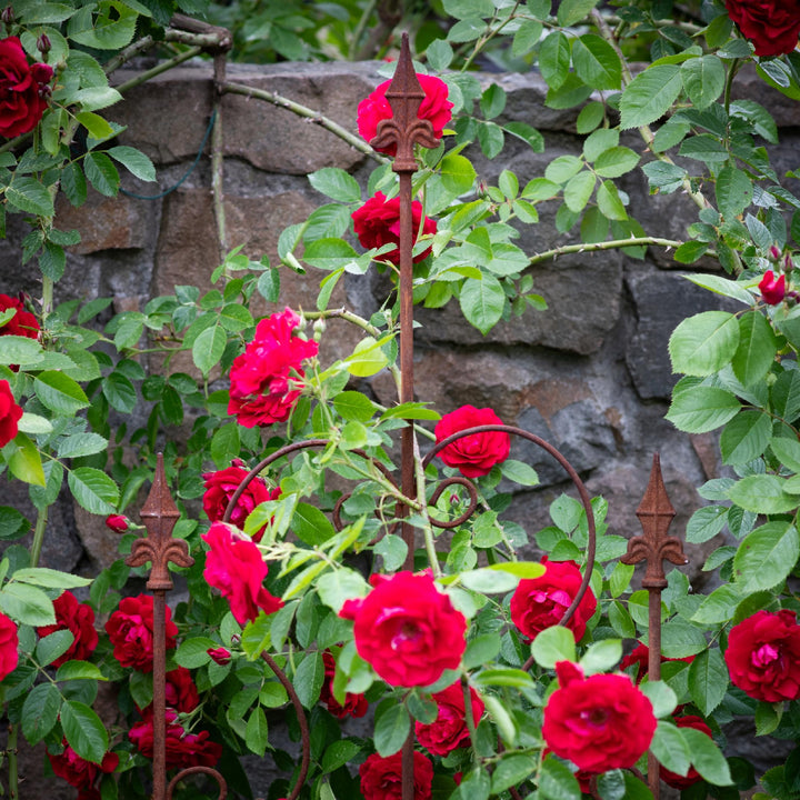 Staudenhalter aus Metall – Blumenhalter und Pflanzenstütze